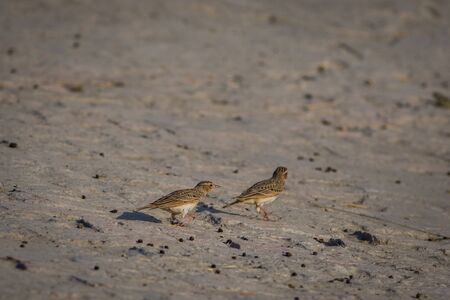 The Indian bush lark or Mirafra erythroptera is a species of lark in the family Alaudidae found in South Asia. Clicked these beauty in tal chappar, indiaの写真素材
