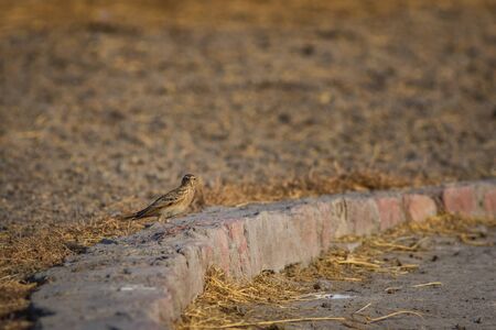 The Indian bush lark or Mirafra erythroptera is a species of lark in the family Alaudidae found in South Asia. Clicked these beauty in tal chappar, indiaの写真素材