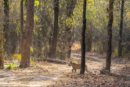 Playful and running tiger cub with water droplets and his father sleeping near waterhole from forest of central india, bandhavgarh national park, madhya pradesh, indiaの写真素材