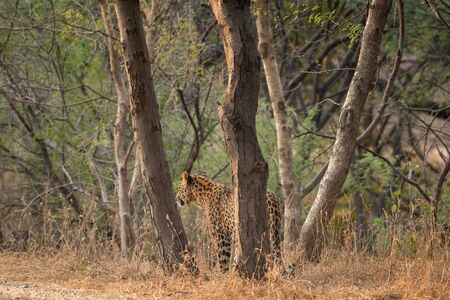 A leopard or Panthera pardus fusca in a green background after rainy season over from forest of central india at ranthambore tiger reserve, rajasthan, indiaの写真素材