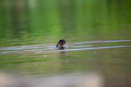 Smooth-coated otter or Lutrogale pers mirror image in green calm water of ramganga river at jim corbett national park, uttarakhand, indiaの写真素材