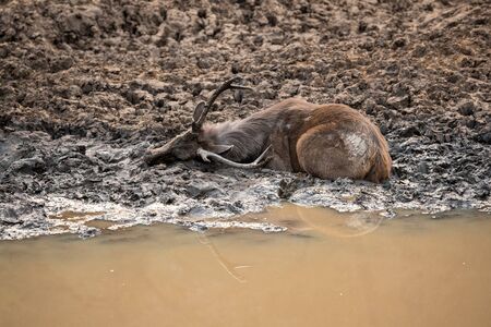 Sambar deer or Rusa unicolor cooling off and playing in mud water near pond at ranthambore national park, rajasthan, indiaの写真素材