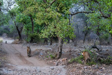 Three bengal tigers on an evening stroll on a jungle track in a pattern. A conceptual and behavioral...
