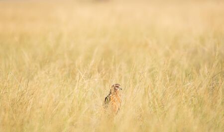 Montagu's harrier or Circus pygargus sitting on a beautiful perch in meadows of grass field or...