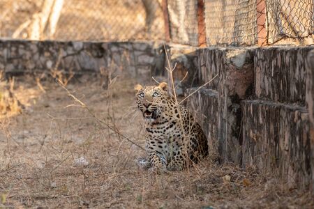 urban area Indian leopard head shot looking straight to the camera with intense expressions at jahalana forest reserve Jaipur - panthera pardusの写真素材