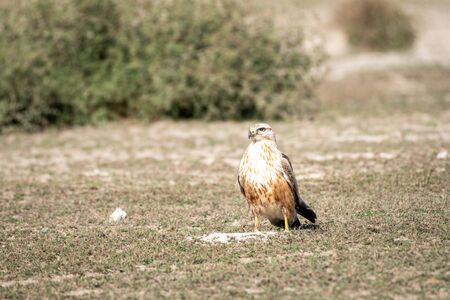 clean image of long legged buzzard or buteo rufinus portrait. He was sitting in open field with a beautiful green background at tal chhapar blackbuck sanctuary, churu, rajasthan, Indiaの写真素材