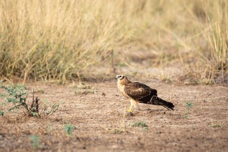 Montagu harrier or Circus pygargus portrait sitting in open field and in background meadows of grass field during winter migration time at tal chhapar blackbuck sanctuary, churu, rajasthan, Indiaの写真素材