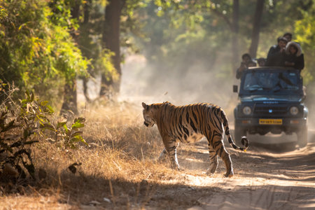 A Female Bengal Tiger marking his territory. Image taken during a safari at Bandhavgarh national park in the state of Madhya Pradesh in India. Scientific name- Panthera Tigris Image Date: 28/01/2018のeditorial素材