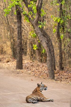 Wild female tiger from bandhavgarh resting on cool sand of a middle of jungle track at bandhavgarh tiger reserve or national park, madhya pradesh, india - panthera tigrisの写真素材