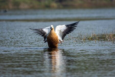 Ruddy shelduck or tadorna ferruginea closeup with wings open in a blue water and beautiful...