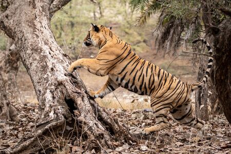 Adult male bengal tiger trying to climb and balance over a tree trunk while he was on stroll for territory marking during morning safari at Ranthambore Tiger Reserve, Rajasthan India - panthera tigrisの写真素材
