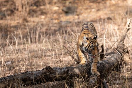 Ranthambore Bengal Tiger Cub Playing on tree trunk in a beautiful light and chasing her mother at morning safari to the Ranthambore Tiger Reserve, Sawai Madhopur, Indiaの写真素材