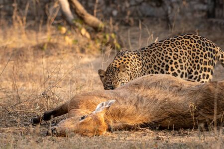 Indian Leopard or Panther with blue bull nilgai kill. Early morning Wildlife scene Leopard hunting largest Asian antelope in dry deciduous Forest at Ranthambore National Park India - Panthera pardus fuscaの写真素材