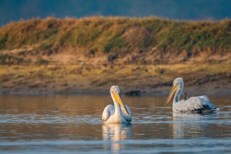 dalmatian pelican or pelecanus crispus mating pair swimming in water during winter migration time in...
