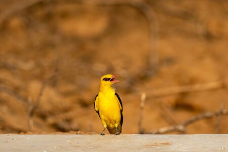 Indian golden oriole or Oriolus kundoo beautiful bird in the oriole family clicked at keoladeo...