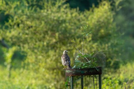 White eyed buzzard or Butastur teesa sitting or perched on tree guard and with green background jhalana leopard or foreset reserve, jaipur, rajasthan, Indiaの写真素材