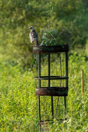 White eyed buzzard or Butastur teesa sitting or perched on tree guard and with green background jhalana leopard or foreset reserve, jaipur, rajasthan, Indiaの写真素材