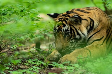 Wild male tiger head shot in monsoon green at ranthambore national park, india - panthera tigris tigrisの写真素材