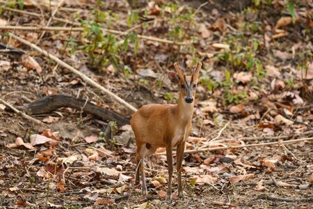 barking deer or Indian muntjac or red muntjac or Muntiacus muntjak an antler sighted during jungle safari at bandhavgarh national park or tiger reserve, madhya pradesh, india, asiaの写真素材
