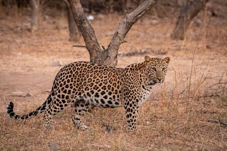 Indian leopard or panther or panthera pardus fusca with eye contact. Walking in early morning winter light at jhalana forest reserve or leopard reserve, jaipur, rajasthan, indiaの写真素材