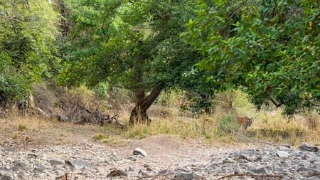 Ranthambore tiger or tigress walking in green forest for territory marking during morning safari. story telling Habitat image tiger walking in jungle of ranthambore national park, rajasthan, indiaの写真素材