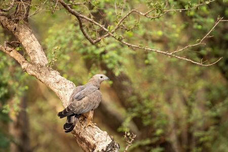 Oriental Honey Buzzard or Pernis Ptilorhyncus in green background at Ranthambore Tiger Reserve National Park, Rajasthan, Indiaの写真素材