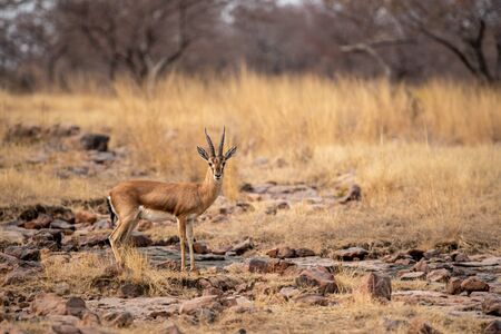 Chinkara or Gazella bennettii or Indian gazelle an Antelope with beautiful background on rocks at ranthambore national park, rajasthan, indiaの写真素材