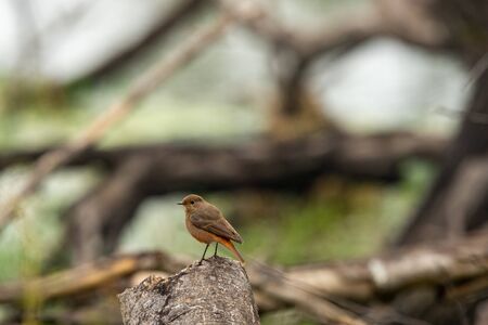 Black redstart or Phoenicurus ochruros at keoladeo national park, bharatpur, indiaの写真素材