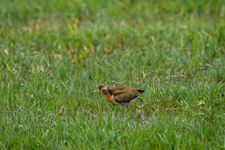 Pheasant tailed Jacana or Hydrophasianus chirurgus in a green grass wetland of keoladeo national park, bharatpur, rajasthan, indiaの写真素材