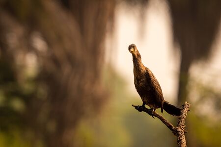 great cormorant or large black cormorant portrait during breeding season at winters of keoladeo national park or bird sanctuary, bharatpur, rajasthan, india - Phalacrocorax carboの写真素材
