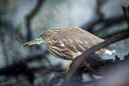 Indian Pond Heron or Ardeola grayii stalk on prey from perched at edge of water body at keoladeo national park or bird sanctuary, bharatpur, rajasthan, indiaの写真素材