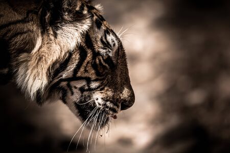ranthambore wild male bengal tiger extreme close up Fine art image or portrait at ranthambore...