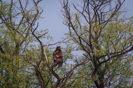 Greater spotted eagle or Clanga clanga perched on tree and blue sky at keoladeo national park or...