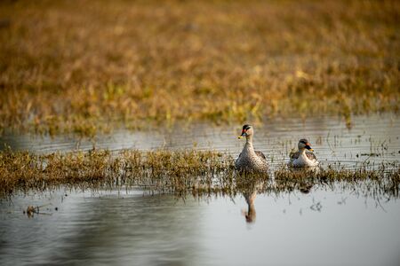 indian spot billed duck or Anas poecilorhyncha in keoladeo national park or bird sanctuary, bharatpur, rajasthan, indiaの写真素材