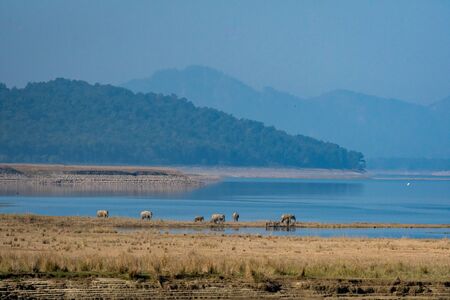 wild asian elephant family or herd with baby elephants or calf at scenic view and landscape of ramganga river in dhikala zone of jim corbett national park, uttarakhand, india