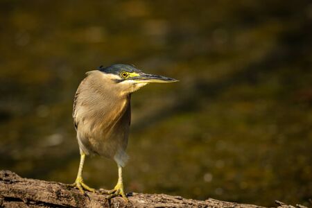 Striated heron or green backed heron close up sitting on tree trunk extremely sharp and close image clicked in keoladeo national park or bird sanctuary, bharatpur, india - butorides striataの写真素材