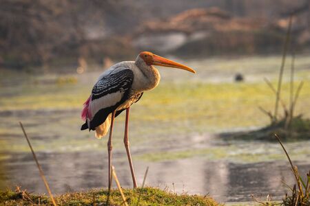 painted stork or mycteria leucocephala in early morning sunlight and in beautiful background at wetland of keoladeo national park or bharatpur bird sanctuary, rajasthan, indiaの写真素材