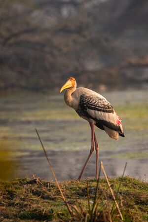 painted stork or mycteria leucocephala in early morning sunlight and in beautiful background at wetland of keoladeo national park or bharatpur bird sanctuary, rajasthan, indiaの写真素材