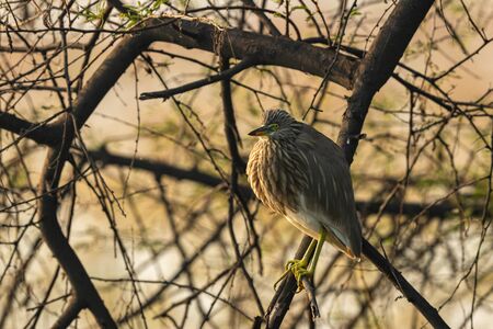 Indian Pond Heron on branch at keoladeo national parkの写真素材