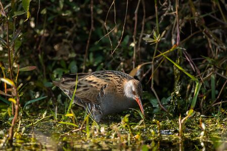 Water Rail or rallus aquaticus a winter migratory bird in wetland of keoladeo national park or...