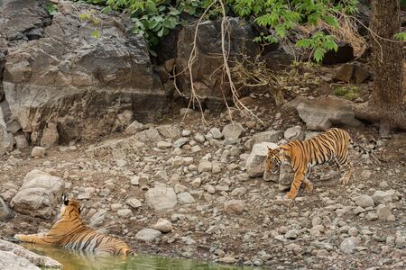 angry tiger cub coming to his mother for cooling off in natural water body in hot afternoon summer...