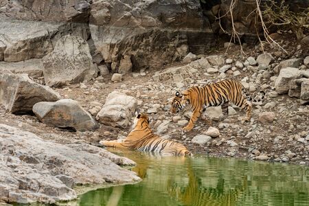 angry tiger cub coming to his mother for cooling off in natural water body in hot afternoon summer...