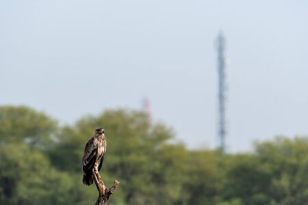 Steppe eagle or Aquila nipalensis perched with natural green background at tal chhapar sanctuary rajasthan indiaの写真素材