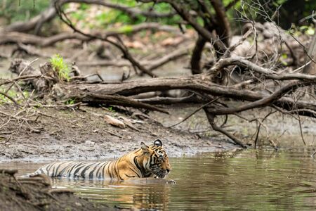 wild male tiger resting in natural water body during monsoon  at ranthambore national park or tiger...