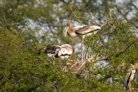 painted stork or mycteria leucocephala siblings or family are in nest on tree during winter...