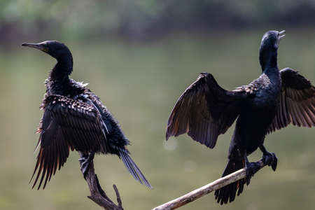 indian cormorant or Indian shag or Phalacrocorax fuscicollis different plumage perched in natural...