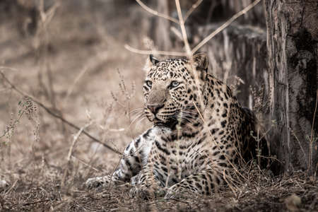 Fine art image of Huge wild male leopard or panther or panthera pardus fusca in central india forestの写真素材