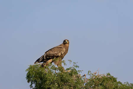 Steppe eagle or Aquila nipalensis perched on tree at jorbeer conservation reserve bikaner rajasthan...