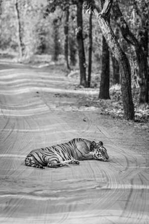 black and white image of wild female tiger resting on forest track at bandhavgarh national park or tiger reserve madhya pradesh india - panthera tigrisの写真素材
