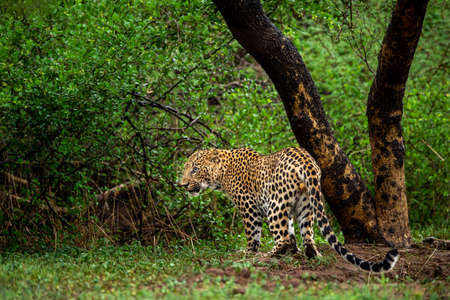 wild male leopard or panther in monsoon green at jhalana forest reserve or leopard reserve jaipur rajasthan india - panthera pardus fuscaの写真素材